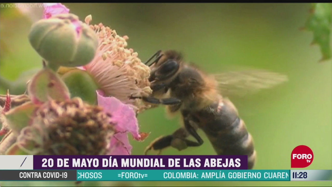 este 20 de mayo es el dia mundial de las abejas