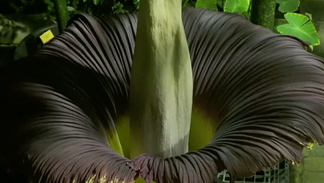 ‘Flor cadáver’, la más grande del mundo, florece en Bélgica