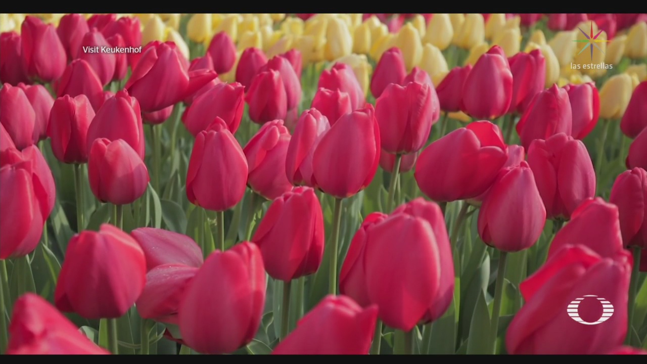 Foto: florecen tulipanes en los paises bajos sin visitas de turistas 6 Mayo 2020