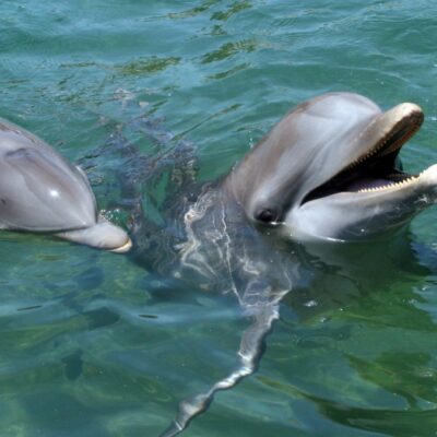 VIDEO: Captan estampida de 300 delfines nadando juntos