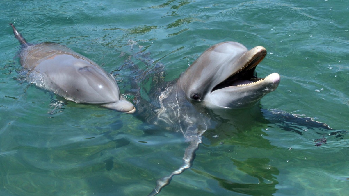 Captan-estampida-de-delfines-nadando-juntos