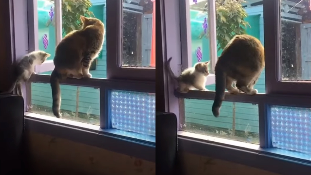 Gatos-parados-sobre-una-ventana