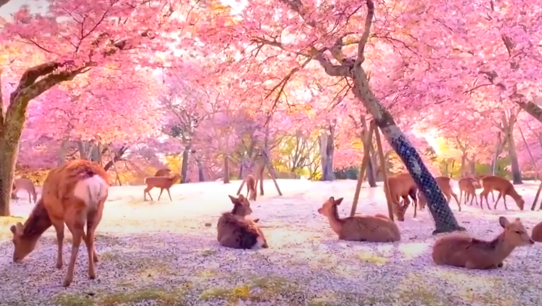 Ciervos descansando bajo cerezos de Japón se hacen virales