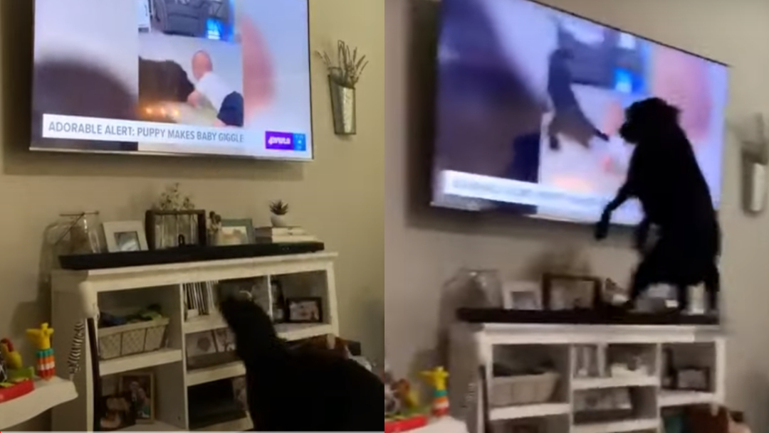 Perrito conmueve por reacción al verse en televisión