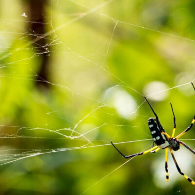 Únicamente dos tipos de arañas caseras serían peligrosas: UNAM