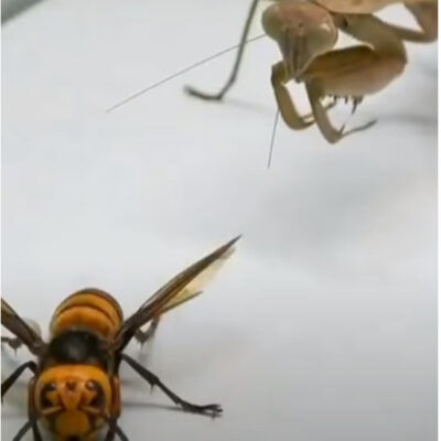 Video: Mantis religiosa enfrenta a 'avispón asesino' en una pelea brutal
