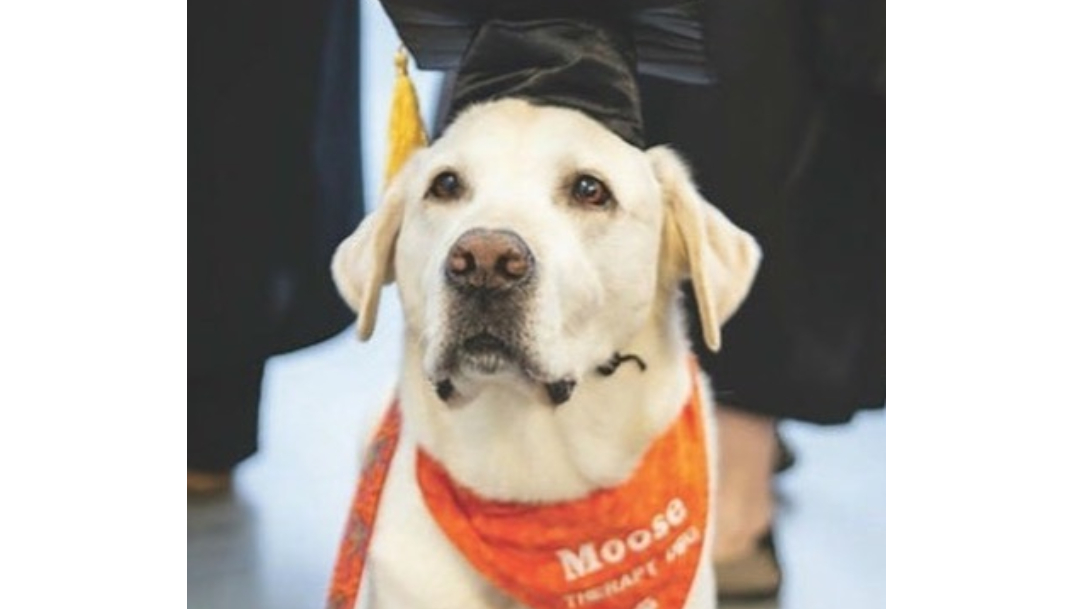 Perro de terapia recibe doctorado en Estados Unidos