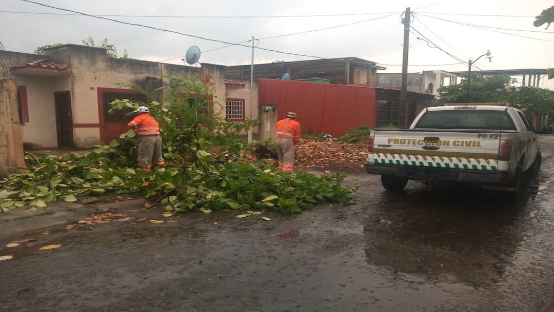 Lluvias y vientos causan caída de árboles en Chiapas