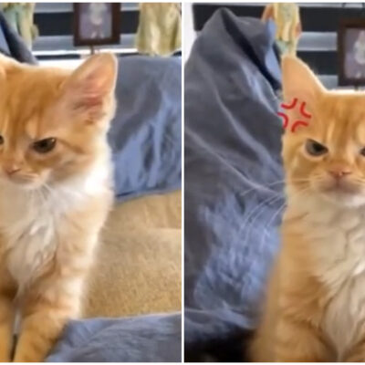 Video: Gatito malhumorado se vuelve sensación viral en redes