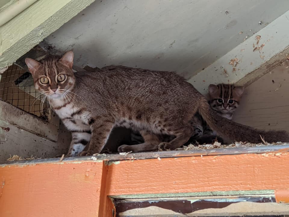 Gato-salvaje-especie-felina-gatitos-santuario-animal