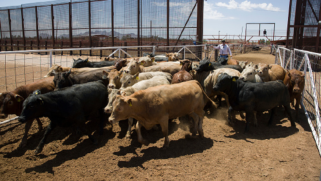 Foto: Ganaderos mexicanos sacrifican animales por falta de recursos, 1 de mayo de 2020, (Getty Images, archivo)