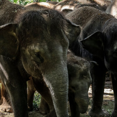 Elefantes desempleados regresan a su hábitat