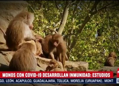 Hacen estudios con monos para probar inmunidad ante coronavirus