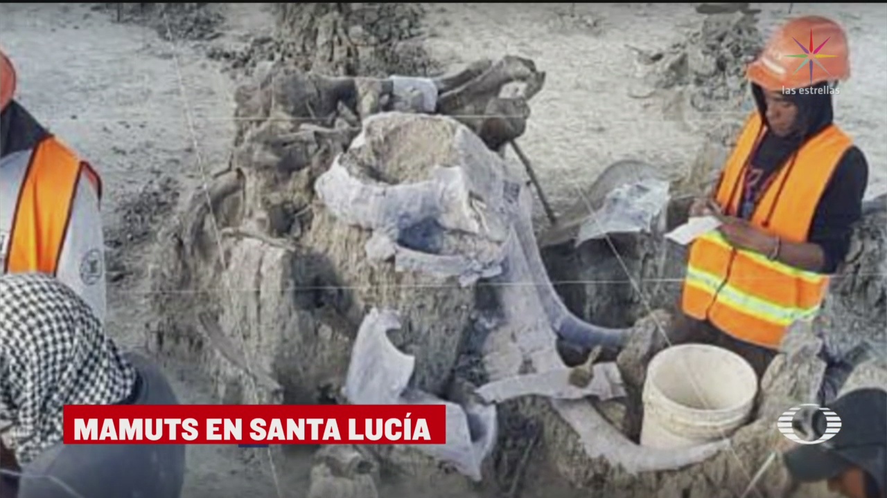 Hallan restos de 60 mamuts en el Aeropuerto de Santa Lucía