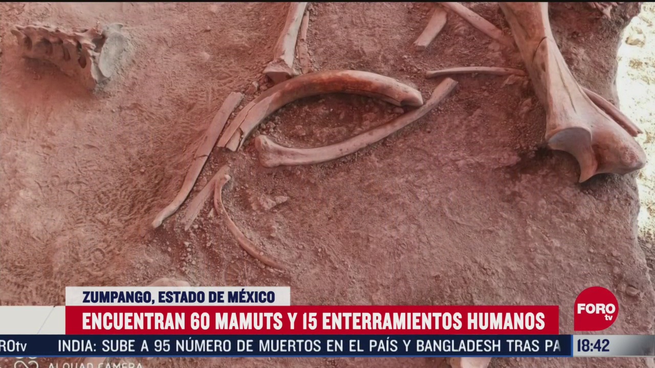 FOTO: hallan restos de 60 mamuts en zumpango edomex