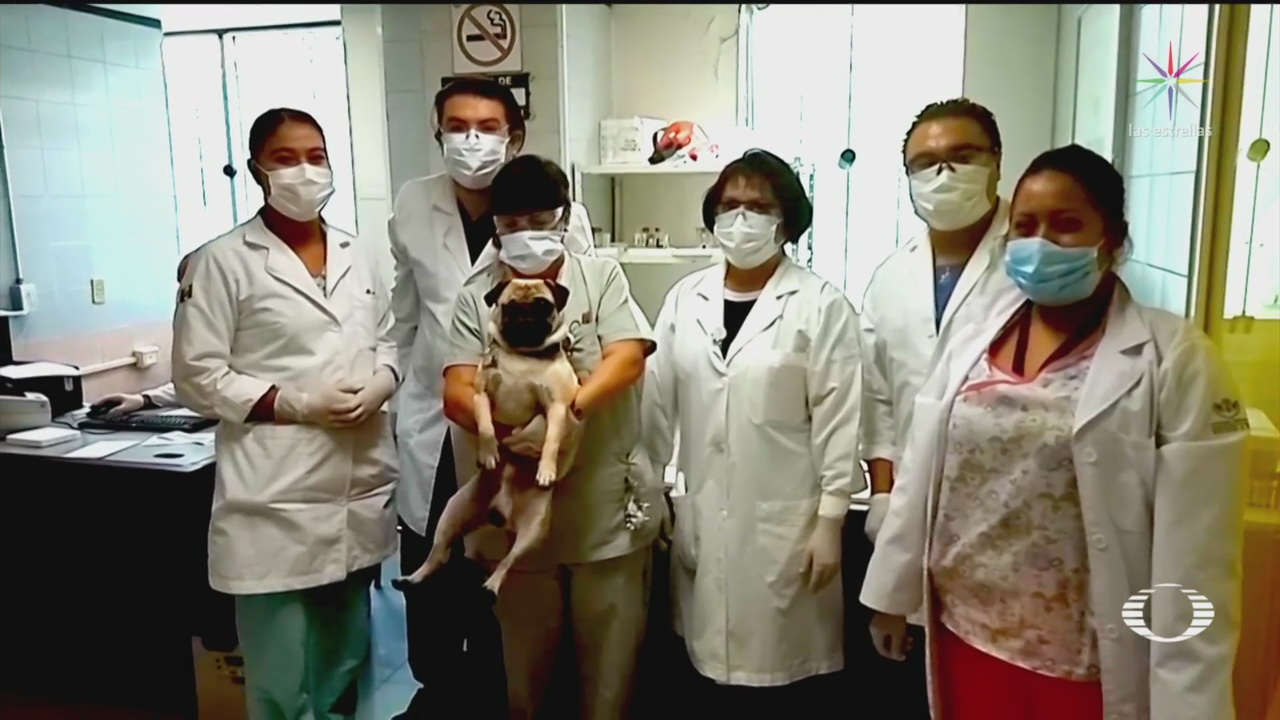 Foto: ‘Harley’, el perro terapeútico que ayuda a médicos y enfermeras 13 Mayo 2020