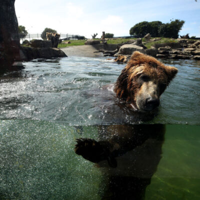 Video: Hombre borracho intenta ahogar a un oso en un zoológico