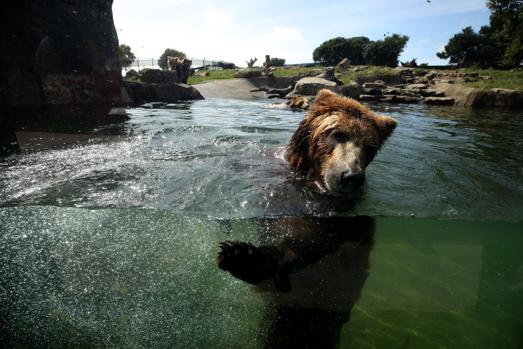 Hombre ahogar oso Polonia zoológico Mayo 2020