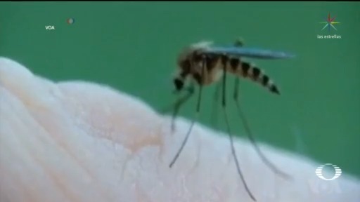 Foto: Identifican Microbio Que Bloquea Al Parásito De La Malaria En Mosquitos 4 Mayo 2020