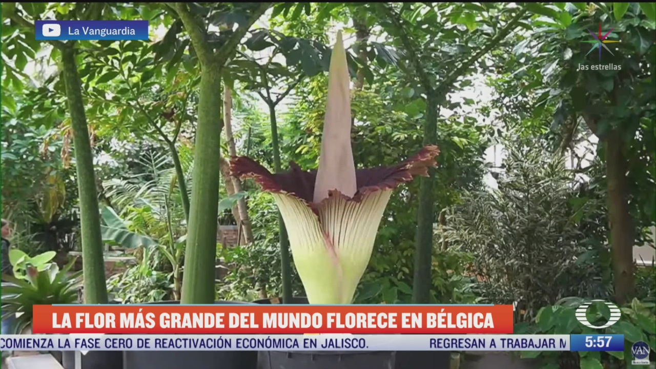 la flor mas grande del mundo florece en belgica