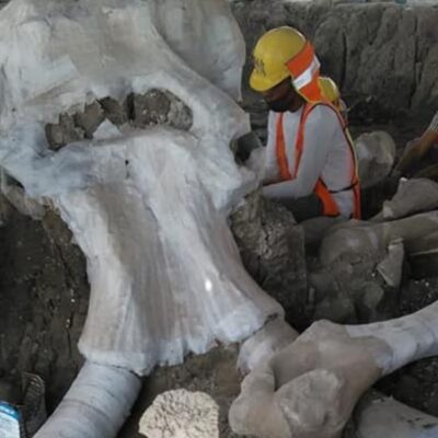 Encuentran restos de al menos 60 mamuts en terrenos del aeropuerto de Santa Lucía