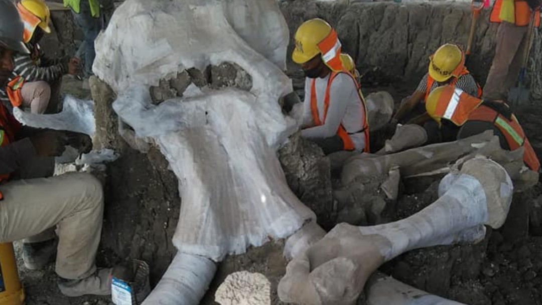 Encuentran restos de más de 60 mamuts en terrenos del aeropuerto de Santa Lucía