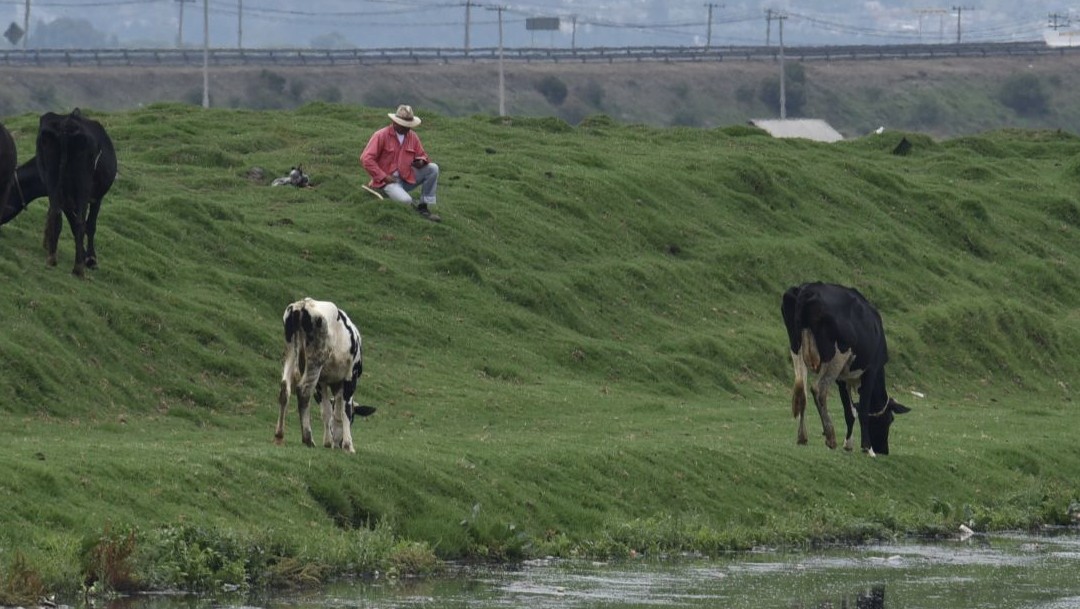 Miles de cabezas de ganado podrían morir de hambre por coronavirus en Morelos
