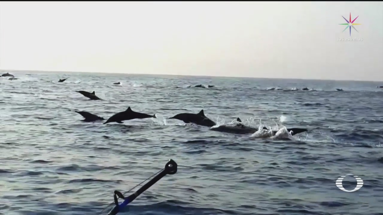 Video:Miles de delfines tornillo nadan en la costa de Oaxaca