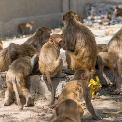 Monos atacan a trabajador y roban muestras de sangre de COVID-19