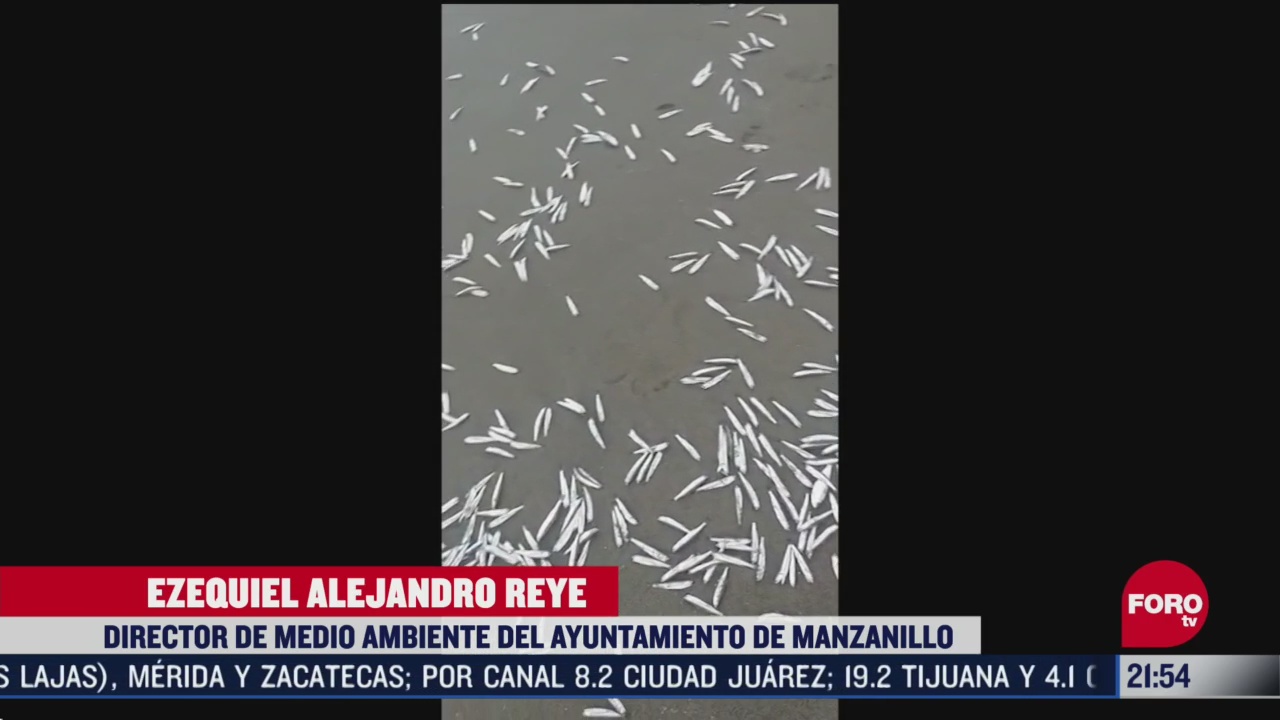 FOTO: 16 de mayo 2020, mueren cientos de peces por marea roja en colima