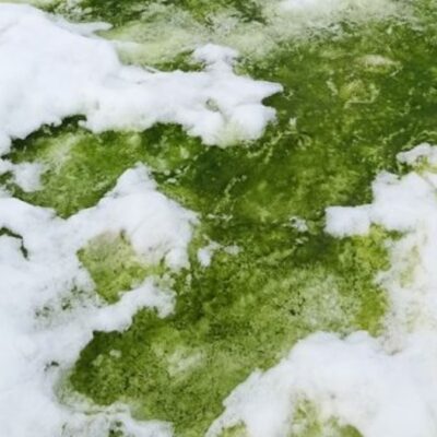 Antártida se cubre de ‘nieve verde’ por calentamiento global