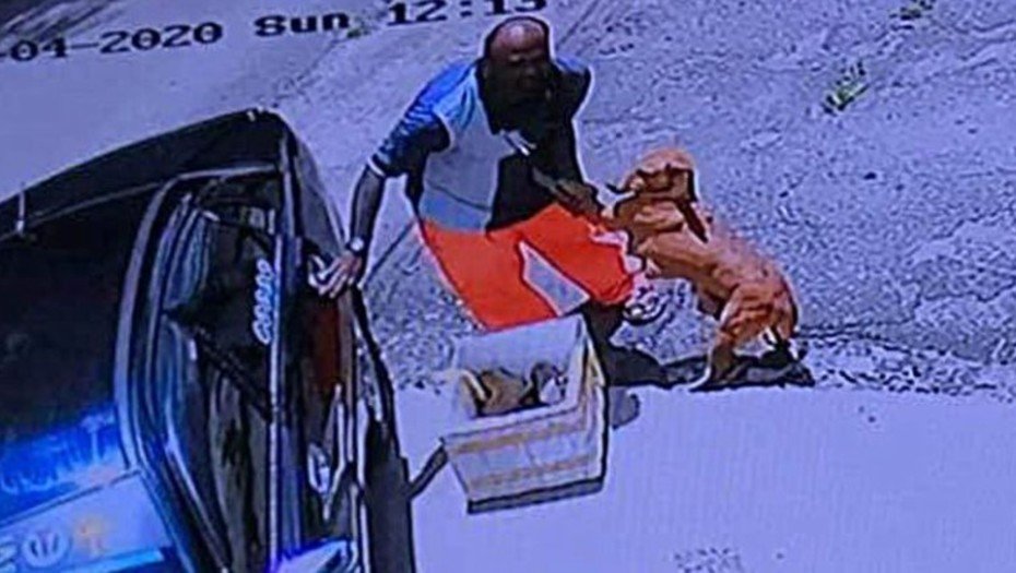 Imágenes de un video de circuito cerrado en el que un hombre, aparentemente, abandona a una perra embarazada y a sus crías en un estacionamiento