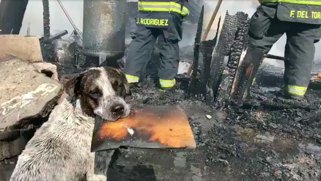 Foto Video: Perrito en llora al ver su casa destruida por un incendio 15 mayo 2020