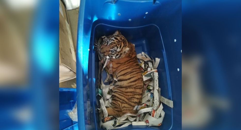 Cachorro de tigre de bengala en una caja