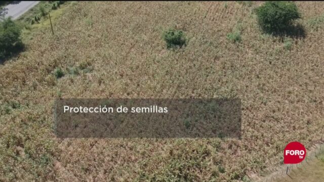 FOTO: 2 de mayo 2020,protegen semillas originales del maiz en mexico