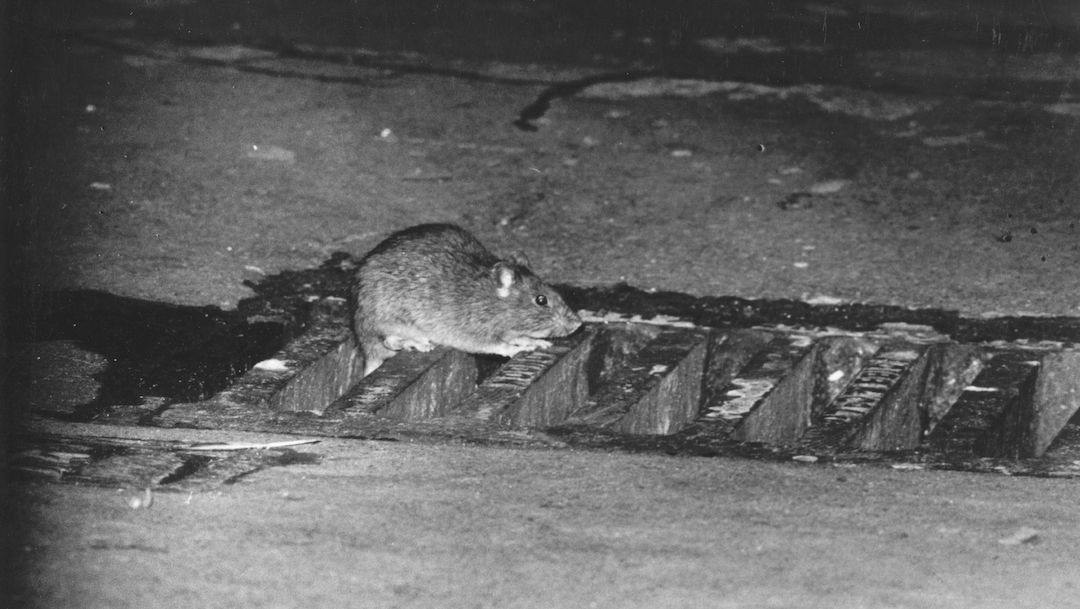 Foto Alerta ante posible brote de ratas en la CDMX 11 mayo 2020