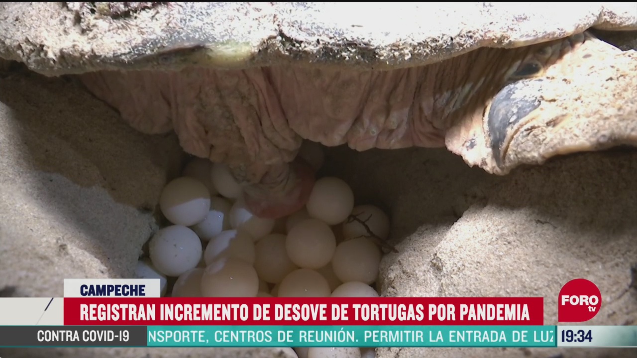 FOTO: 30 de mayo 2020, registran incremento de desove de tortugas por covid