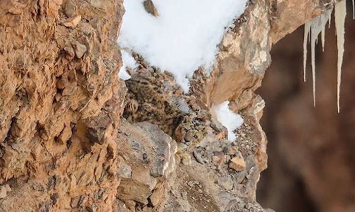 Foto Reto visual Puedes encontrar al leopardo en la montaña 1 abril 2020