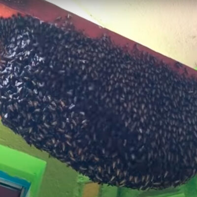 Video: Así se defienden las abejas contra el ataque de avispones