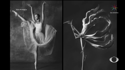 bailarinas y flores proyecto que mezcla movimientos de ballet y diferentes flores