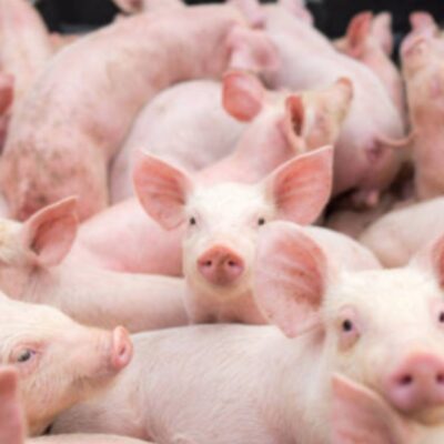 Alertan sobre nueva cepa de gripe porcina que contagiaría a humanos y provocaría nueva pandemia