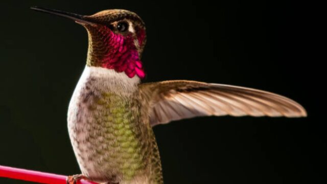 FOTO: Los colibríes detectan más colores que los humanos. (Getty Images)