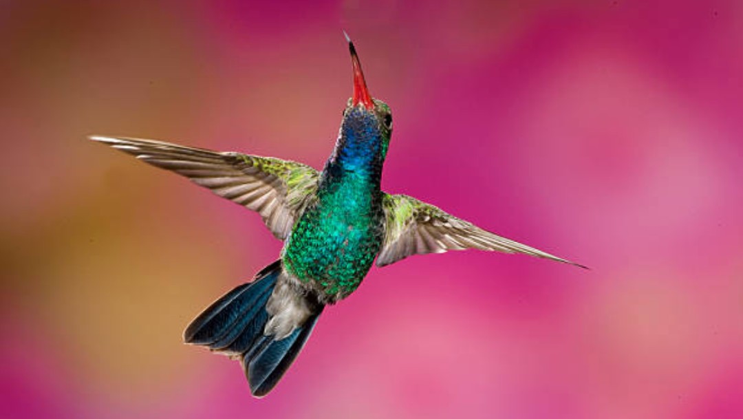 Los colibríes ven colores que los humanos solo pueden imaginar: Estudio