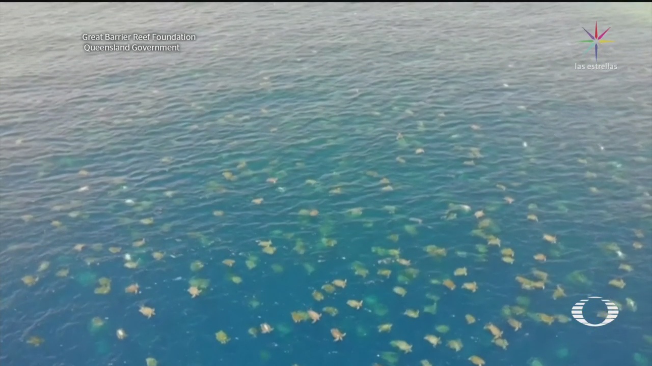 dron capta a miles de tortugas anidando en australia