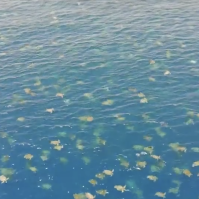 Espectaculares imágenes de dron muestran a 64 mil tortugas nadando en el mar