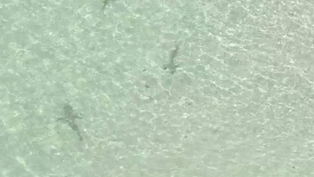 Foto: Captan a tiburones en Miami Beach, Estados Unidos, 6 de junio de 2020, (Captura de video)