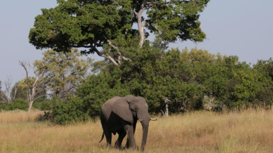 FOTO: Botsuana investiga la muerte de 154 elefantes, el 15 de junio de 2020