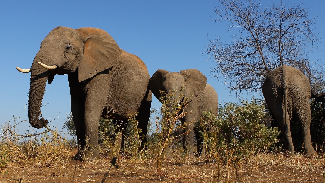 FOTO: Investigan la muerte de más de 100 elefantes en Botsuana, el 6 de junio de 2020