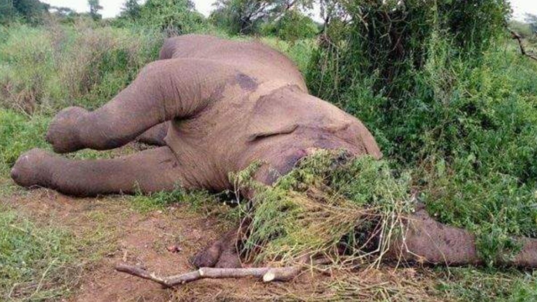 Al menos seis elefantes fueron masacrados por cazadores en Etiopía