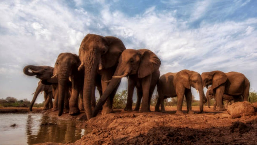 Al menos seis elefantes fueron masacrados por cazadores furtivos en un solo día en Etiopía